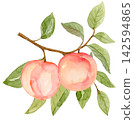 Watercolor Peaches on a Branch Isolated Background Traditionally Hand Painted 142594865