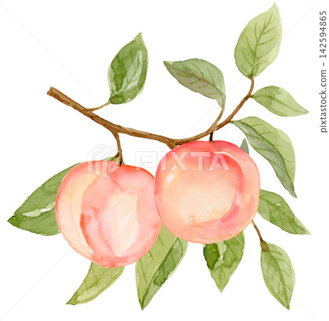 Watercolor Peaches on a Branch Isolated Background Traditionally Hand Painted Watercolor Peaches on a Branch Isolated Background Traditionally Hand Painted 142594865