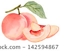 Watercolor Peach and Wedges Isolated Background Traditionally Hand Painted 142594867