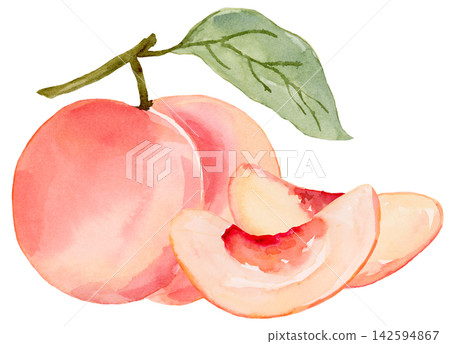 Watercolor Peach and Wedges Isolated Background Traditionally Hand Painted Watercolor Peach and Wedges Isolated Background Traditionally Hand Painted 142594867