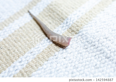 Close-up of Lizard Tail Autotomy Defense Mechanism , focus selective Close-up of Lizard Tail Autotomy Defense Mechanism , focus selective 142594887