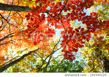 抬頭望向森林裡火紅的秋葉 抬頭望向森林裡火紅的秋葉 142595224