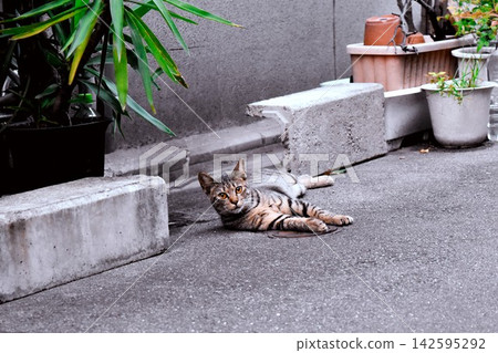Stray cat lying in the back alley Stray cat lying in the back alley 142595292