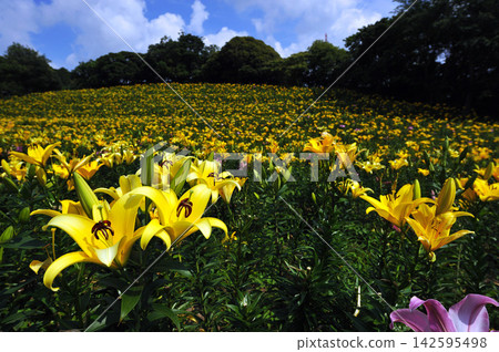 A field of yellow lilies stretching out under a blue sky. 142595498