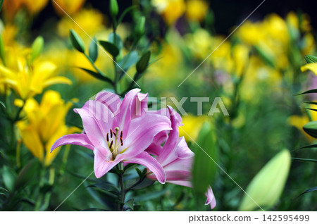 Pink lilies blooming against a backdrop of yellow lilies Pink lilies blooming against a backdrop of yellow lilies 142595499