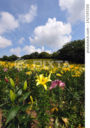 A field of lilies spreads out beneath the summer sky and white clouds. A field of lilies spreads out beneath the summer sky and white clouds. 142595500