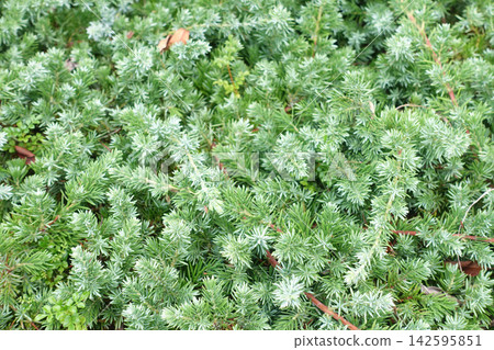 A nature photograph of ground cover plants along a stone wall that covers the base of a stone structure. A nature photograph of ground cover plants along a stone wall that covers the base of a stone structure. 142595851