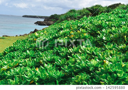 沿著海岸線和蔚藍的大海,綠意盎然。 沿著海岸線和蔚藍的大海,綠意盎然。 142595880