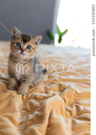 Curious kitten sitting on a soft yellow blanket in a cozy indoor home scene Curious kitten sitting on a soft yellow blanket in a cozy indoor home scene 142595905
