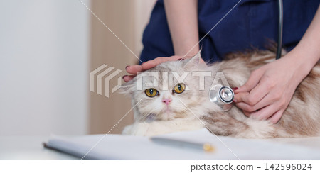 Veterinarian examining fluffy cat with stethoscope in animal clinic for pet healthcare Veterinarian examining fluffy cat with stethoscope in animal clinic for pet healthcare 142596024