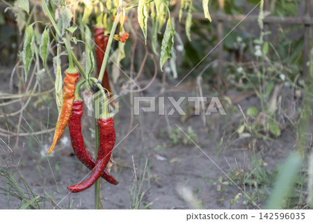 Ripe hot chili pepper growing on a plant branch with long red and orange spicy pods in a home garden soil plot during a warm summer day with natural agricultural daylight outdoors Ripe hot chili pepper growing on a plant branch with long red and orange spicy pods in a home garden soil plot during a warm summer day with natural agricultural daylight outdoors 142596035
