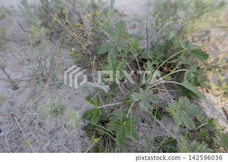 Green wild cinquefoil plant growing on sandy ground in a natural habitat, close up view of serrated leaves and tiny yellow blossoms in a dry summer landscape setting outdoors Green wild cinquefoil plant growing on sandy ground in a natural habitat, close up view of serrated leaves and tiny yellow blossoms in a dry summer landscape setting outdoors 142596036