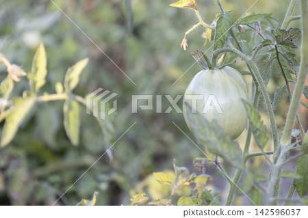 Close-up of an unripe, green tomato hanging on a vine in a garden patch. The image captures the textured skin of the vegetable and detailed leaves. Close-up of an unripe, green tomato hanging on a vine in a garden patch. The image captures the textured skin of the vegetable and detailed leaves. 142596037