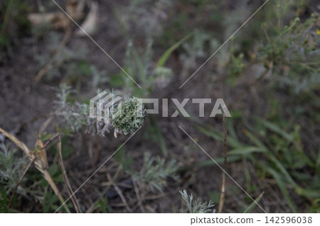 Wild cypress spurge plant growing in natural meadow environment, close up view of tiny green flowers and textured leaves in a rustic summer landscape setting outdoors Wild cypress spurge plant growing in natural meadow environment, close up view of tiny green flowers and textured leaves in a rustic summer landscape setting outdoors 142596038