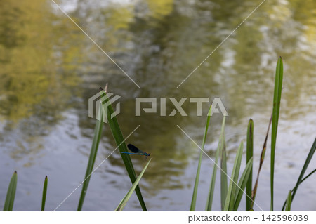A macro photograph capturing a small, brilliant blue damselfly perched delicately on a single reed blade, contrasted against the blurry, reflective, green and yellow ripples of a tranquil pond water A macro photograph capturing a small, brilliant blue damselfly perched delicately on a single reed blade, contrasted against the blurry, reflective, green and yellow ripples of a tranquil pond water 142596039