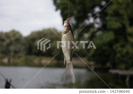 A close-up shot of a small freshwater crucian carp fish caught on a fishing hook, hanging vertically on a fishing line against a blurred natural green river bank background during daytime. 142596040