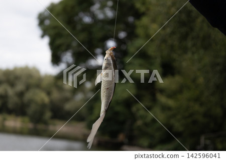 A close-up shot of a small freshwater crucian carp fish caught on a fishing hook, hanging vertically on a fishing line against a blurred natural green river bank background during daytime. A close-up shot of a small freshwater crucian carp fish caught on a fishing hook, hanging vertically on a fishing line against a blurred natural green river bank background during daytime. 142596041
