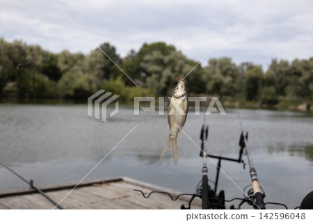 A small freshwater crucian carp fish caught on a fishing hook, hanging vertically above a wooden pier by a river. A fishing rod pod with multiple rods is visible on the pier in the background. A small freshwater crucian carp fish caught on a fishing hook, hanging vertically above a wooden pier by a river. A fishing rod pod with multiple rods is visible on the pier in the background. 142596048