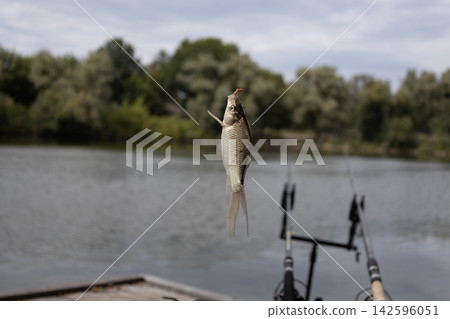 A small freshwater crucian carp fish caught on a fishing hook, hanging vertically above a wooden pier by a river. A fishing rod pod with multiple rods is visible on the pier in the background. A small freshwater crucian carp fish caught on a fishing hook, hanging vertically above a wooden pier by a river. A fishing rod pod with multiple rods is visible on the pier in the background. 142596051