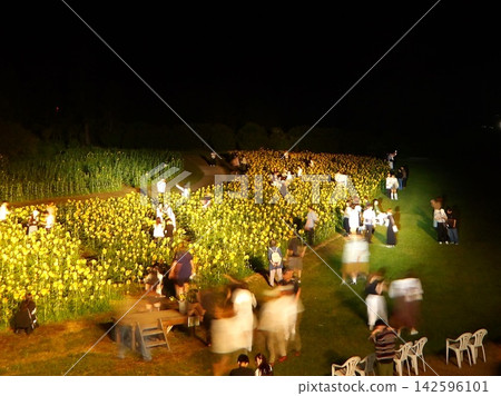 A view of the sunflower field at night from a hilltop, with people enjoying the illuminations. A view of the sunflower field at night from a hilltop, with people enjoying the illuminations. 142596101