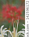 A close-up of white spider lilies against a soft background of red spider lilies. 142596172