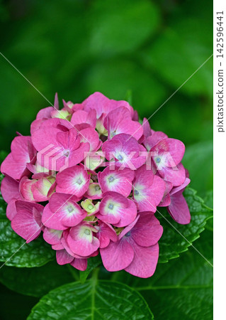 Large, vibrant reddish-purple hydrangeas bloom magnificently, adorning the grounds of Mishima Hachiman Shrine in Iwaki City, Fukushima Prefecture, in early summer. Large, vibrant reddish-purple hydrangeas bloom magnificently, adorning the grounds of Mishima Hachiman Shrine in Iwaki City, Fukushima Prefecture, in early summer. 142596441