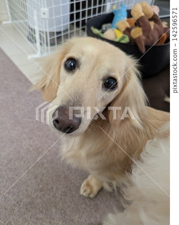 可愛的迷你臘腸犬 可愛的迷你臘腸犬 142596571