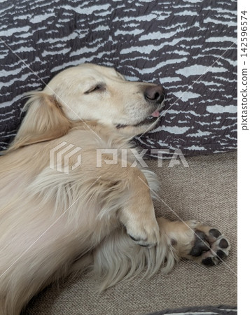 一隻正在睡覺的迷你臘腸犬 一隻正在睡覺的迷你臘腸犬 142596574