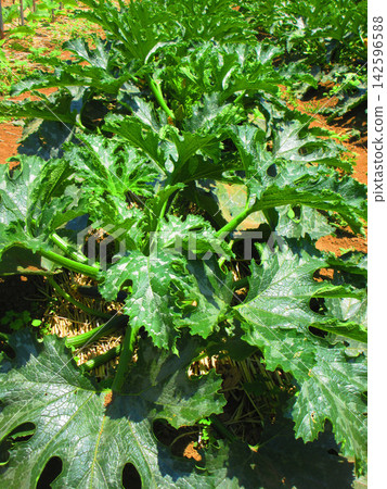 A scene of zucchini leaves in a field (at an urban agricultural park in Adachi Ward, Tokyo) A scene of zucchini leaves in a field (at an urban agricultural park in Adachi Ward, Tokyo) 142596588