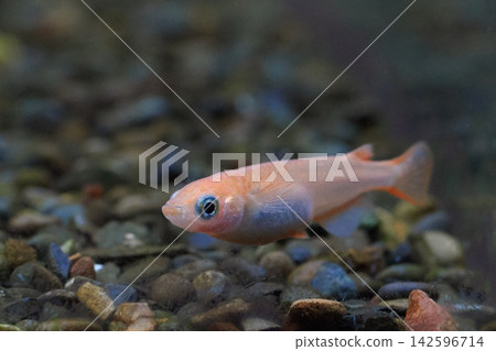 青鱂(日本稻田魚)-觀賞青鱂 青鱂(日本稻田魚)-觀賞青鱂 142596714