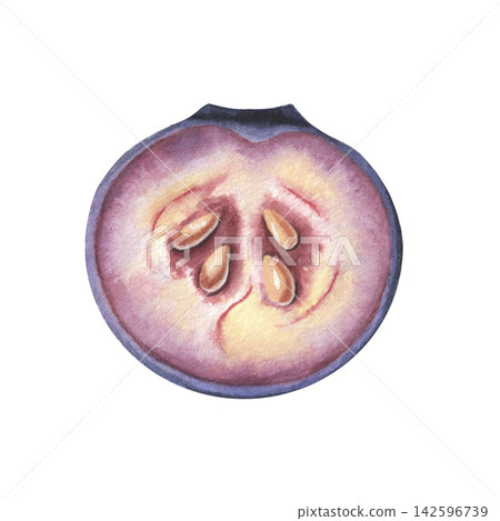 Blueberry half, juicy flesh, seeds. Hand-painted watercolor illustration isolated on white for yogurt, jam, drinks, desserts, food packaging, logo, label, recipes, menus, branding, advertising, design Blueberry half, juicy flesh, seeds. Hand-painted watercolor illustration isolated on white for yogurt, jam, drinks, desserts, food packaging, logo, label, recipes, menus, branding, advertising, design 142596739