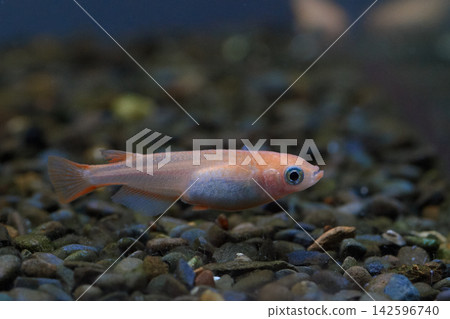 青鱂(日本稻田魚)-觀賞青鱂 青鱂(日本稻田魚)-觀賞青鱂 142596740