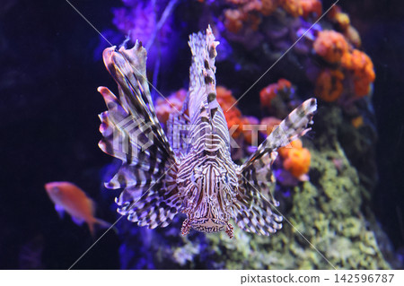 獅子魚（水族館） 142596787