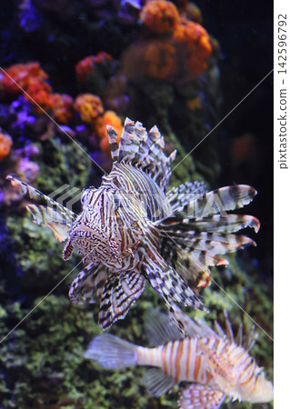 Lionfish (aquarium) Lionfish (aquarium) 142596792