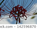 Close-up of spider lilies blooming against a blue sky 142596870