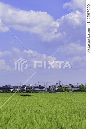 Lush green rice paddies surrounded by summer skies and mountain ranges 142597000