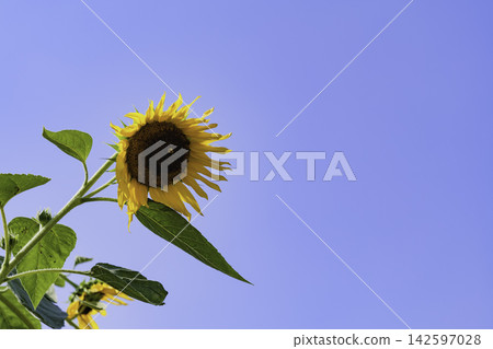 Yellow sunflowers blooming against the backdrop of a summer blue sky Yellow sunflowers blooming against the backdrop of a summer blue sky 142597028