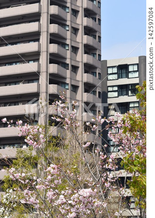 Looking up at the cherry blossoms blooming among the skyscrapers, one can appreciate the beauty of the blue sky. Looking up at the cherry blossoms blooming among the skyscrapers, one can appreciate the beauty of the blue sky. 142597084