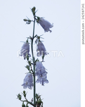 Campanula flowers wet with rain Campanula flowers wet with rain 142597141