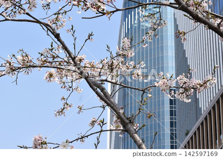 Looking up at the cherry blossoms blooming among the skyscrapers, one can appreciate the beauty of the blue sky. Looking up at the cherry blossoms blooming among the skyscrapers, one can appreciate the beauty of the blue sky. 142597169