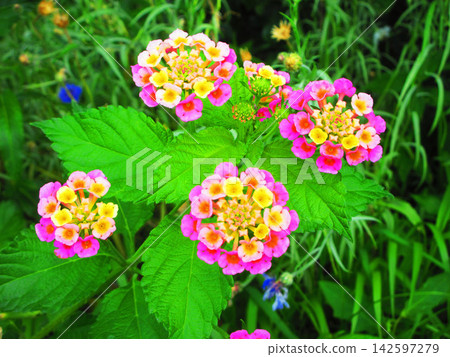 Landscape with lantana flowers Landscape with lantana flowers 142597279