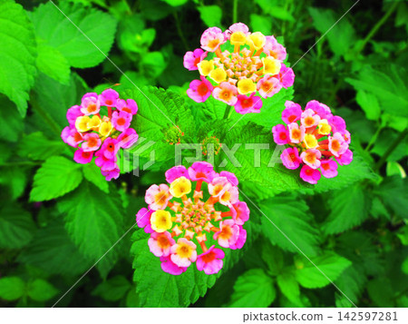 有馬纓丹花的風景 有馬纓丹花的風景 142597281