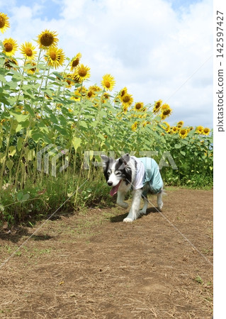 一隻邊境牧羊犬在向日葵叢中散步 一隻邊境牧羊犬在向日葵叢中散步 142597427