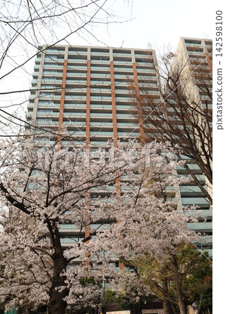 Looking up at the cherry blossoms blooming in the park adjacent to the high-rise apartment building, one can appreciate the beauty of the blue sky. Looking up at the cherry blossoms blooming in the park adjacent to the high-rise apartment building, one can appreciate the beauty of the blue sky. 142598100