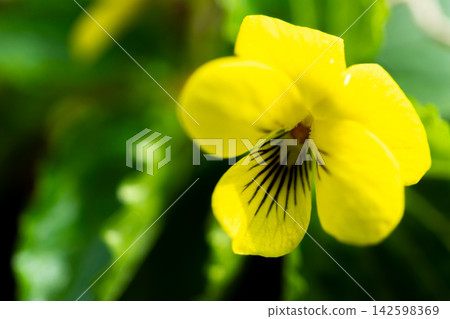 Large-leaved yellow violet (Viola biflora) - a high-altitude plant found growing in clusters along the hiking trail in Yokoo Valley. Large-leaved yellow violet (Viola biflora) - a high-altitude plant found growing in clusters along the hiking trail in Yokoo Valley. 142598369