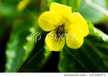 Large-leaved yellow violet (Viola biflora) - a high-altitude plant found growing in clusters along the hiking trail in Yokoo Valley. Large-leaved yellow violet (Viola biflora) - a high-altitude plant found growing in clusters along the hiking trail in Yokoo Valley. 142598371