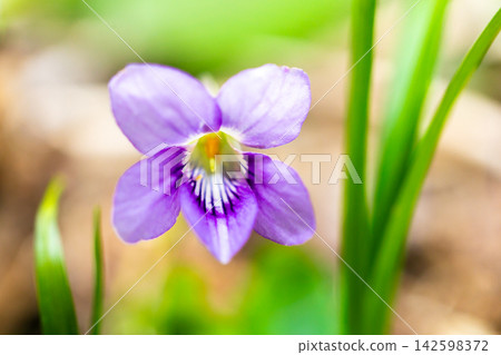 A walk along the hiking trail in Yokoo Valley, where large-flowered violets (Viola grypoceras) grow in clusters. A walk along the hiking trail in Yokoo Valley, where large-flowered violets (Viola grypoceras) grow in clusters. 142598372