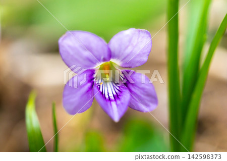 A walk along the hiking trail in Yokoo Valley, where large-flowered violets (Viola grypoceras) grow in clusters. A walk along the hiking trail in Yokoo Valley, where large-flowered violets (Viola grypoceras) grow in clusters. 142598373
