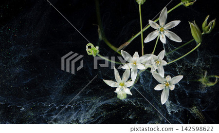 Delicate white star flowers with green stems against dark speckled background Delicate white star flowers with green stems against dark speckled background 142598622
