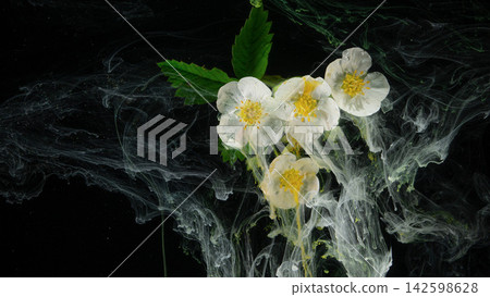 White wildflower cluster with green leaves suspended in wispy ink on black background White wildflower cluster with green leaves suspended in wispy ink on black background 142598628